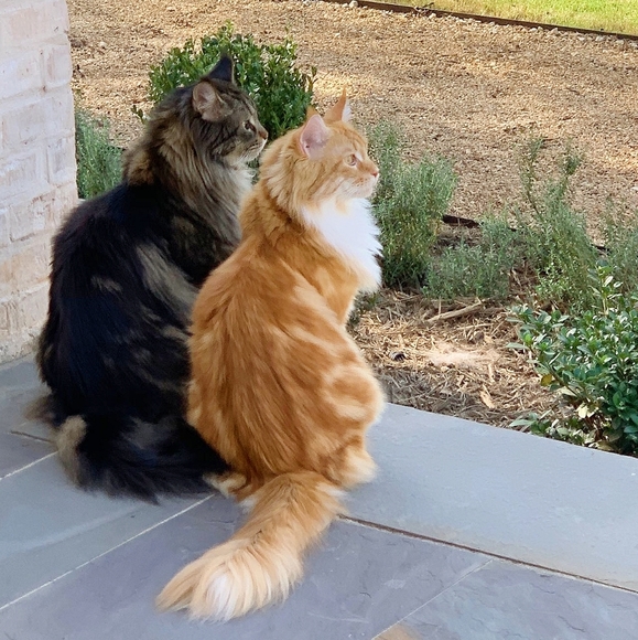 Meet the boys! - Picture 2 of 13